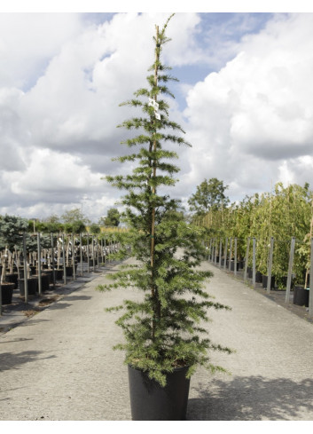 CEDRUS libani En pot de 15-20 litres