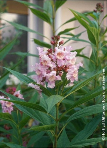 CHITALPA Tashkentensis PINK DAWN