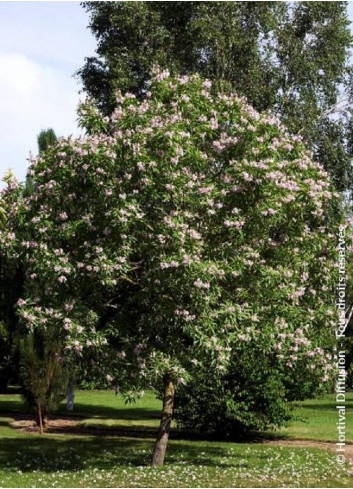 CHITALPA Tashkentensis PINK DAWN