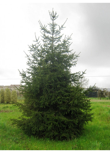 PICEA abies