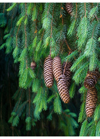 PICEA abies