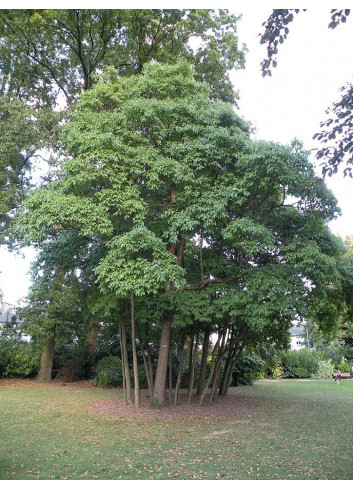 SASSAFRAS albidum