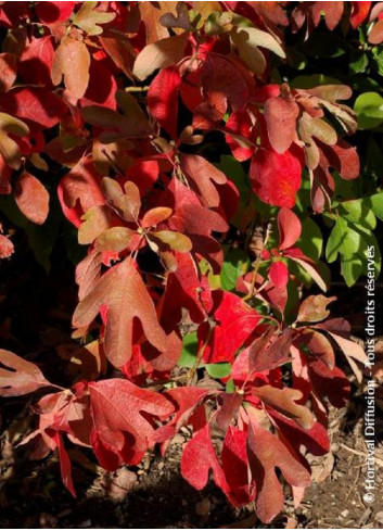 SASSAFRAS albidum