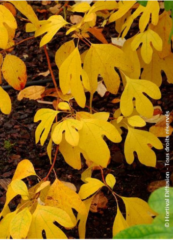 SASSAFRAS albidum