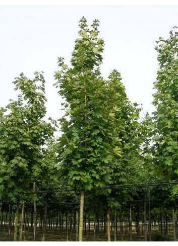 ACER platanoides COLUMNARE