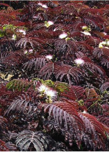 ALBIZIA julibrissin SUMMER CHOCOLATE