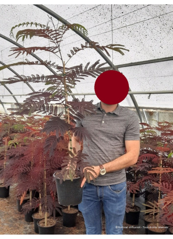 ALBIZIA julibrissin SUMMER CHOCOLATE En pot de 4-5 litres