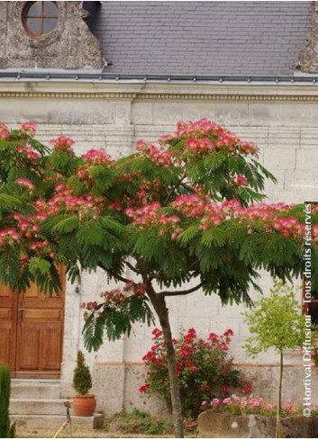 ALBIZIA julibrissin OMBRELLA