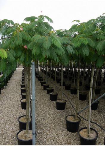 ALBIZIA julibrissin OMBRELLA En pot 35-50 litres forme tige hauteur du tronc 180-200 cm