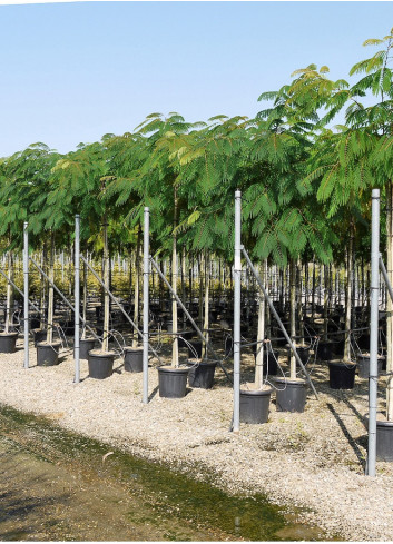 ALBIZIA julibrissin OMBRELLA En pot 35-50 litres forme tige hauteur du tronc 180-200 cm