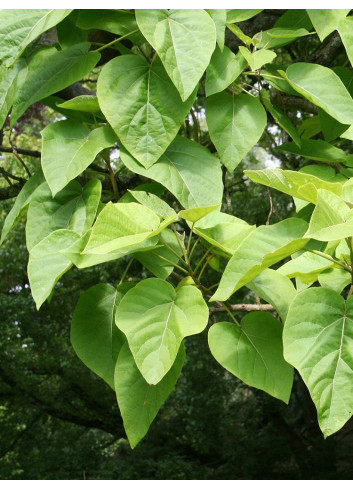 PAULOWNIA tomentosa