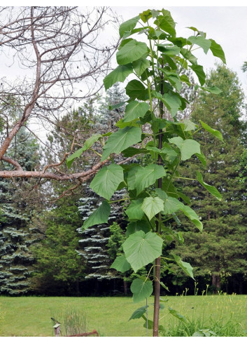 PAULOWNIA tomentosa