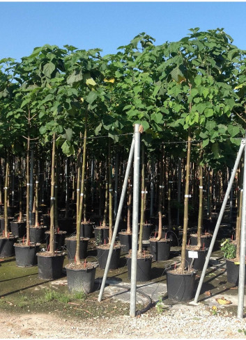 PAULOWNIA tomentosa En pot de 25-30 litres hauteru de tronc 180-200 cm