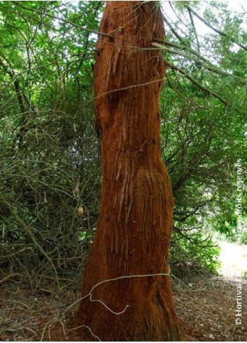 SEQUOIA sempervirens