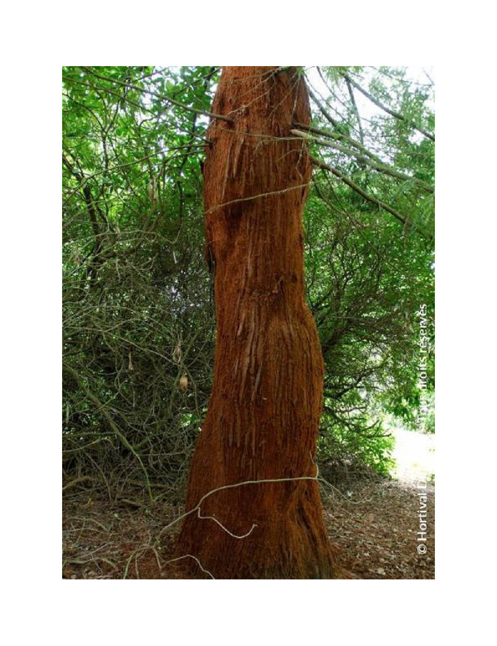 SEQUOIA sempervirens