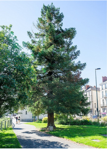 SEQUOIA sempervirens