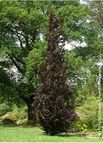 FAGUS sylvatica DAWYCK PURPLE