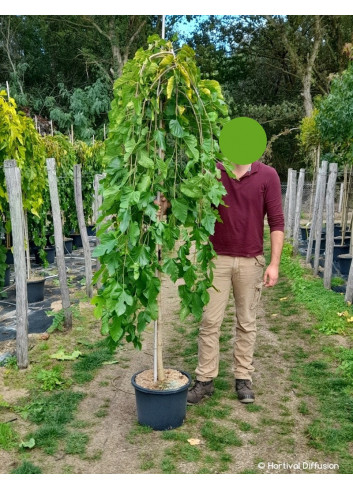 MORUS alba PENDULA En pot de 35-50 litres forme tige hauteur du tronc 180-200 cm