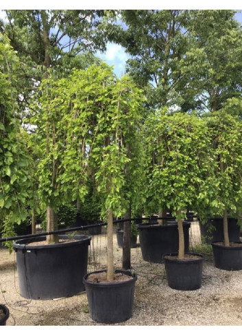 MORUS alba PENDULA En pot de 70-90 litres forme tige hauteur du tronc 180-200 cm