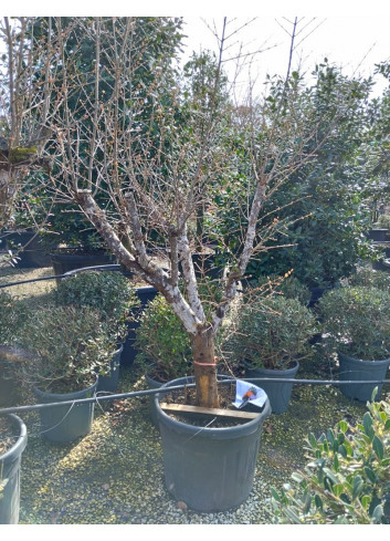 PUNICA granatum En pot de 70 litres Vieux sujet âgé de 5-6 ans