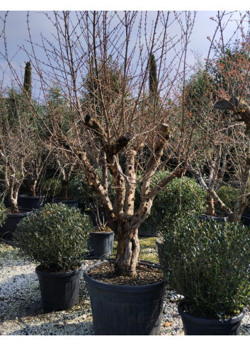 PUNICA granatum En pot de 110 litres Vieux sujet âgé de 15 ans