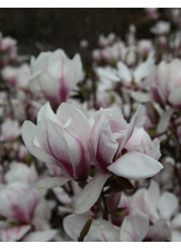 MAGNOLIA soulangeana