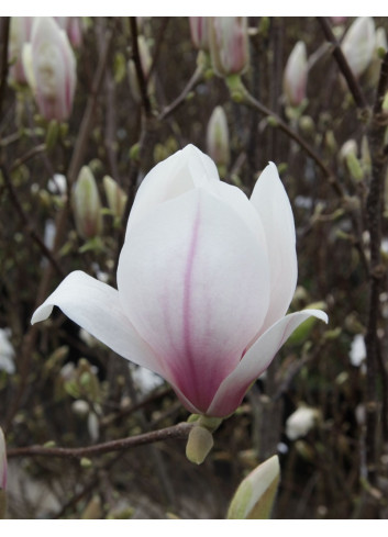 MAGNOLIA soulangeana