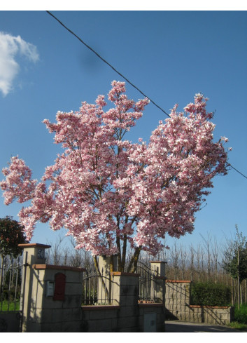 MAGNOLIA soulangeana