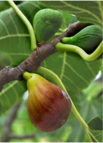 FIGUIER MADELEINE DES DEUX SAISONS