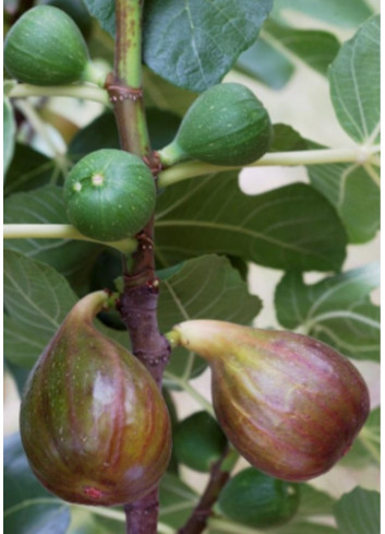 FIGUIER MADELEINE DES DEUX SAISONS