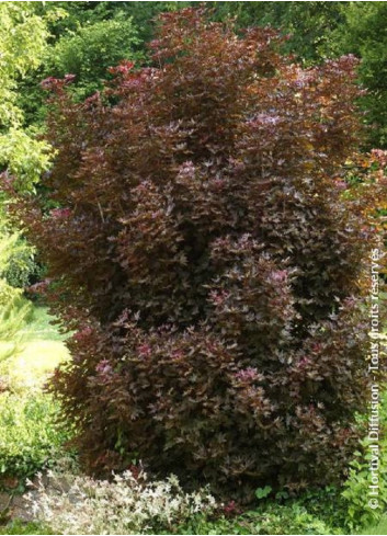 ACER platanoides CRIMSON SENTRY