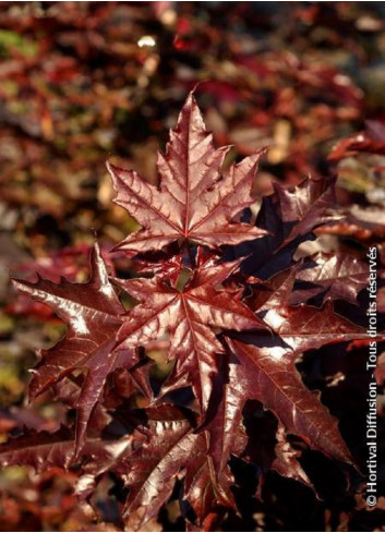 ACER platanoides CRIMSON SENTRY