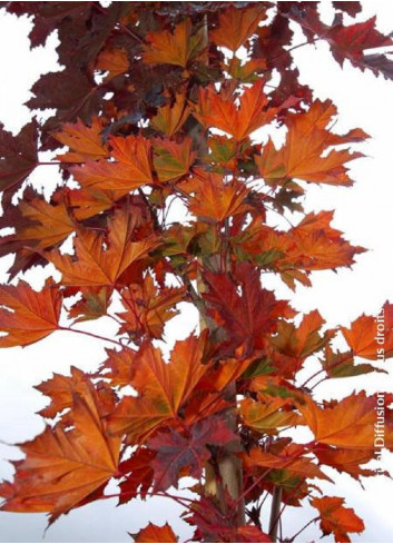 ACER platanoides CRIMSON SENTRY