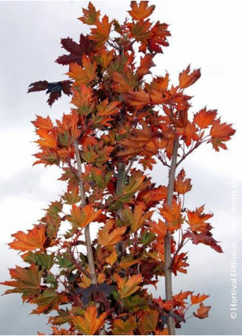 ACER platanoides CRIMSON SENTRY