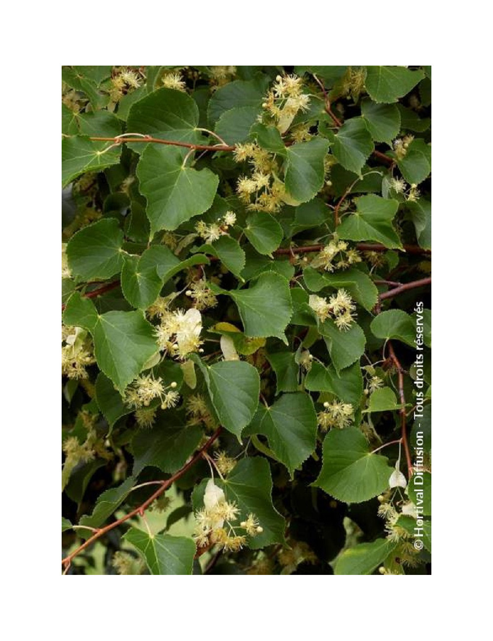 TILIA platyphyllos RUBRA