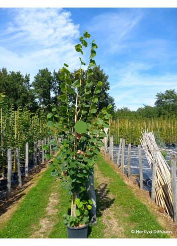 TILIA platyphyllos RUBRA En pot de 15-20 litres forme baliveau