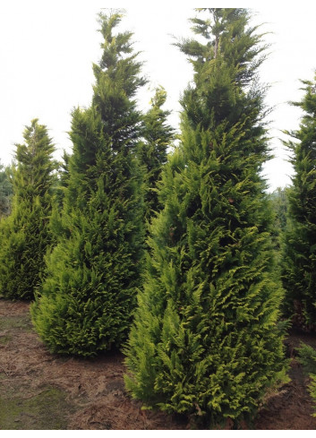 CHAMAECYPARIS lawsoniana GOLDEN WONDER