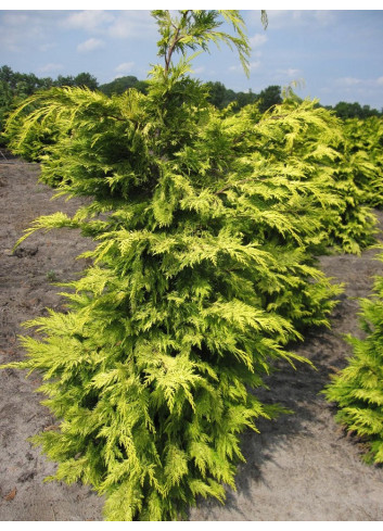 CHAMAECYPARIS lawsoniana GOLDEN WONDER