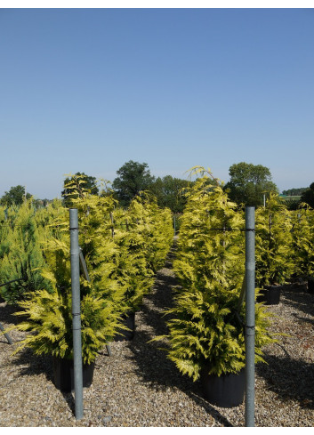 CHAMAECYPARIS lawsoniana GOLDEN WONDER En pot de 35-50 litres