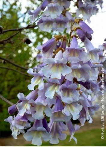 PAULOWNIA fortunei FAST BLUE