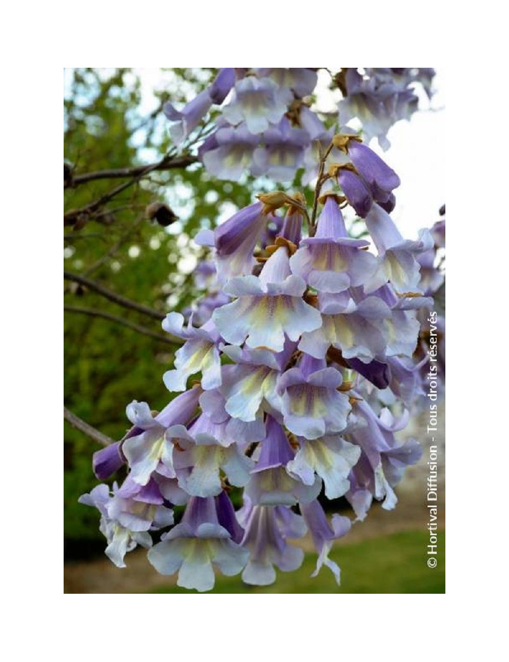 PAULOWNIA fortunei FAST BLUE