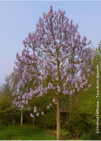 PAULOWNIA fortunei FAST BLUE