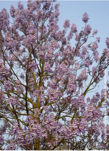 PAULOWNIA fortunei FAST BLUE