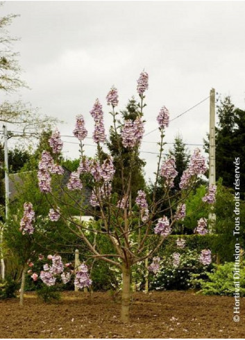 PAULOWNIA fortunei FAST BLUE