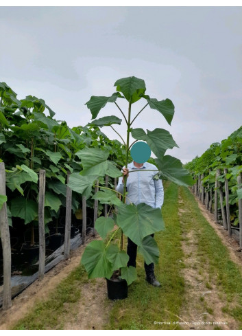 PAULOWNIA fortunei FAST BLUE En pot de 15-20 litres forme baliveau