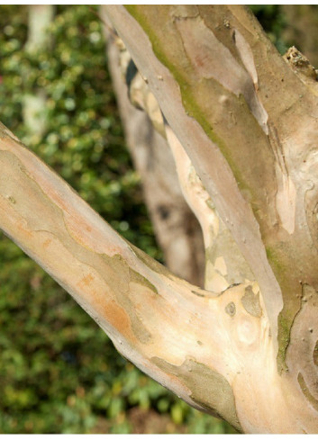 LAGERSTROEMIA BLANC