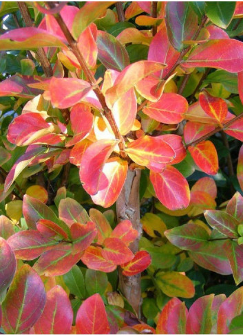 LAGERSTROEMIA BLANC