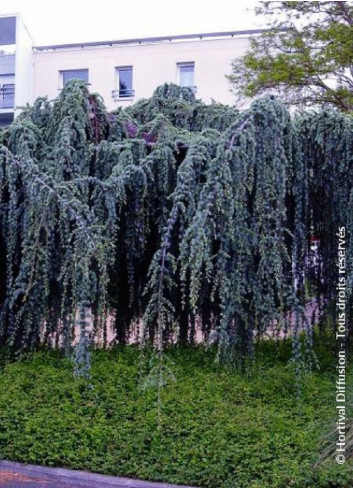 CEDRUS atlantica GLAUCA PENDULA