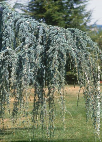 CEDRUS atlantica GLAUCA PENDULA