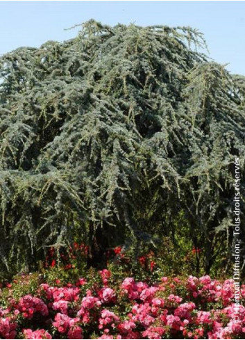 CEDRUS atlantica GLAUCA PENDULA